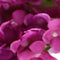 Buitengewoon de boet - Kunst hortensia tak roze 62 cm