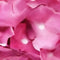 Buitengewoon de boet - Kunst hortensia tak roze 92 cm