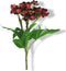 Buitengewoon de Boet - Kunstbloem Helleborus niger spray red 59 cm