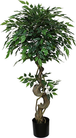 Buitengewoon de boet - Mini ficus 120 cm