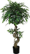 Buitengewoon de boet - Mini ficus 120 cm