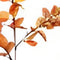 Buitengewoon de boet - Money leaf tak oranje 104 cm