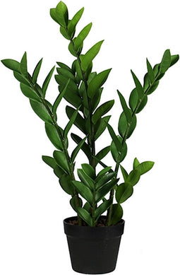 Buitengewoon de boet - Zamioculcas 65 cm
