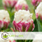 Plant in a Box - Tulipa Ice Cream - Bloem bollen x10 - Tulp - Paars Wit - Tulpen uit Holland