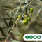 Olijfboom laag vertakt XL - Olea europea 120 - 140 cm totaalhoogte