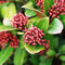 Plant in a Box - Skimmia japonica 'Rubella' - Set van 2 - Pot 15cm - Hoogte 35-45cm