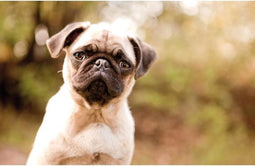 bureauonderlegger Kangaro Dessin 44x68cm hond