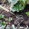 Burgon & Ball RHS - Cultivator - 150 cm - RVS