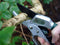 Burgon & Ball Snoeischaar hefboom ergonomisch