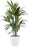 Goed & Groen - Kentia Palm in ELHO sierpot (Brussels Round wit) - ↨ 90cm - Potmaat 20 - Exclusieve Kwaliteit Planten - Kamer Plant - Kamerplanten - Sfeer - Interieur