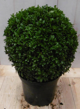 Buxus Bol 15 cm