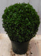 Buxus Bol 15 cm