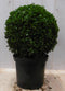 Buxus Bol 15 cm
