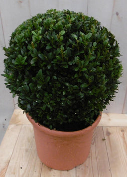 Buxus Bol 30 cm
