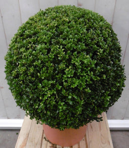 Buxus Bol 40 cm