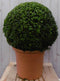 Buxus Bol 40 cm
