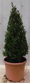 Buxus Piramide 50 cm