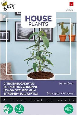 Buzzy® House Plants Eucalypthus, Lemon Bush