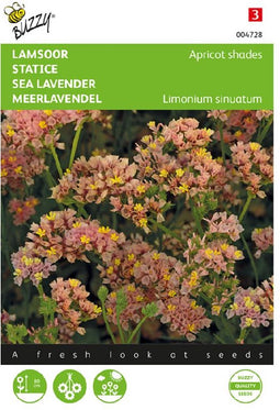Buzzy, Lamsoor Apricot shades (Limonium)