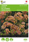 Buzzy, Lamsoor Apricot shades (Limonium)