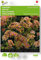 Buzzy, Lamsoor Apricot shades (Limonium)