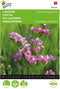 Buzzy, Lamsoor Fortune Deep Rose (Limonium)