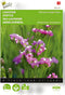 Buzzy, Lamsoor Fortune Deep Rose (Limonium)