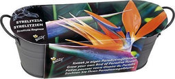 Buzzy® Teiltje Antraciet Strelitzia