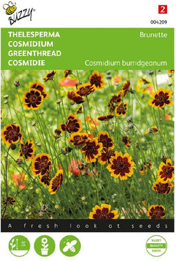 Buzzy, Thelesperma Brunette (Cosmidium)
