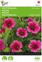 Buzzy, Trechtermalva Red Queen (Malope)