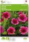 Buzzy, Trechtermalva Red Queen (Malope)