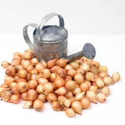 Buzzy Uien - Moestuin - Plantuien Stuttgarter Riesen 250g