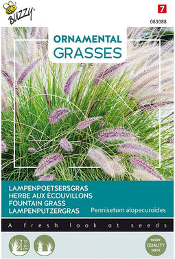 Buzzy zaden - Lampenpoetsersgras - Pennisetum alopecuroides | Ornamental Grasses
