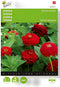 Buzzy - Zaden zinnia scarlet flame 1 gram