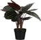 Mica Decorations Calathea Roseopicta Kunstplant - H60 x Ø40 cm - Bordeaux