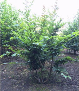 Haagbeuk meerstammig | Carpinus betulus | Bomenbezorgd.nl