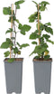 Plant in a Box - Ribes rubrum 'Jonkheer van Tets' - Aalbes - Set van 4 - Fruitstruik - Rode bessen - ⌀15cm - Hoogte 50-60cm