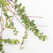 Plant in a Box - Mix van 4 Fruitplanten - Goji, blauwbes, veenbes (cranberry), kiwi - Super gezonde Smoothiemix - Pot 9cm - Hoogte 25-40cm