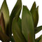 Cordyline Glauca ↨ 60cm - hoge kwaliteit planten