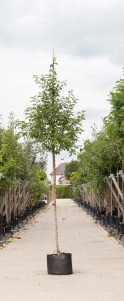 Rode sierappel 'Red Sentinel' | Malus 'Red Sentinel' 10-14 cm | Bomenbezorgd.nl