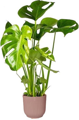 Goed & Groen - Monstera Deliciosa in ELHO sierpot Vibes Fold (delicaat roze) -↨ 60cm - Potmaat 18 - Kwaliteit Planten - Kamer Plant - Kamerplanten - Sfeer