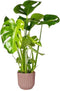 Goed & Groen - Monstera Deliciosa in ELHO sierpot Vibes Fold (delicaat roze) -↨ 60cm - Potmaat 18 - Kwaliteit Planten - Kamer Plant - Kamerplanten - Sfeer