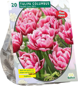 Tulipa Dubbel Laat Columbus per 20