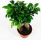 Hellogreen Kamerplanten - Set van 2 - Ficus Gin Seng - ↕ 40 cm