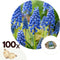 Plant in a Box - Muscari armeniacum - 100x Hyacinth bollen - Bloembollen winterhard - Kleurrijke tuin in de lente