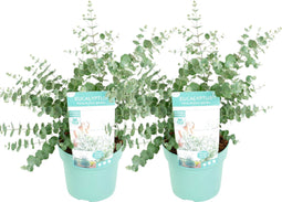 Plant in a Box - Eucalyptus pulverulenta 'Baby Blue' - Set van 2 - Eucalyptus struik - Tuinplant - Pot 19cm - Hoogte 40-45cm