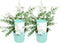 Plant in a Box - Eucalyptus pulverulenta 'Baby Blue' - Set van 2 - Eucalyptus struik - Tuinplant - Pot 19cm - Hoogte 40-45cm
