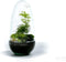 Growing Concepts DIY Duurzaam Ecosysteem Egg Large - Planten - Asparagus - H30xØ18cm