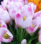 Driesprong collection - Boeket 5 Tulpen Lichtpaars