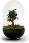 Growing Concepts DIY Duurzaam Ecosysteem Egg Large - Planten - Asparagus - H30xØ18cm